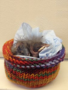 Baby Starling in knitted nest