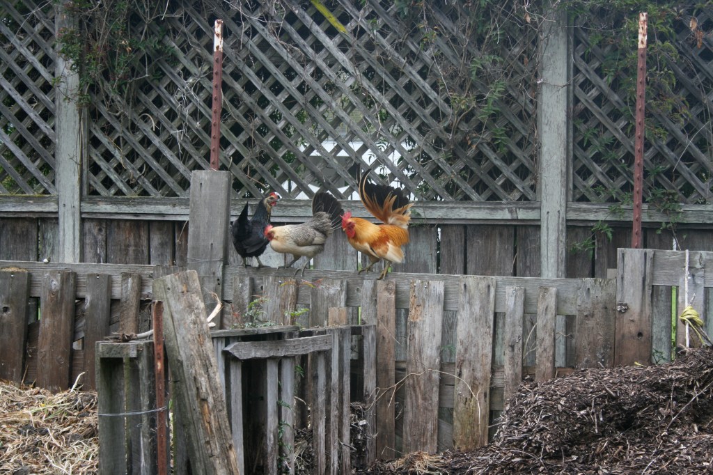 The bantam rooster Little Richard and his two wives in 2009